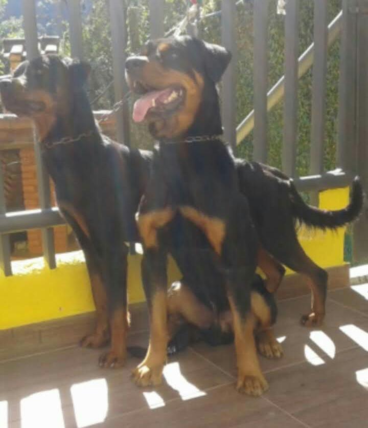 Rottweiler
